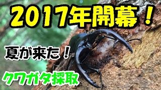 クワガタ採取 2017年5月20日 開幕！冬眠から目覚めました！今年初のクワガタ取り カブトムシ探し かっこいいミヤマクワガタやノコギリクワガタがいる山へ調査！カブトムシ クワガタムシは捕獲できるか？