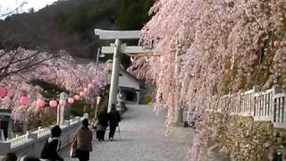 木屋平の枝垂れ桜