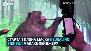 Обезьяна Илона Маска играет в игры силой мысли – при помощи чипа в мозге | #shorts