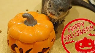 カワウソと楽しむハロウィン！100均で買った置物とじゃれるビンゴ(Lets enjoy Halloween with otter Bingo)