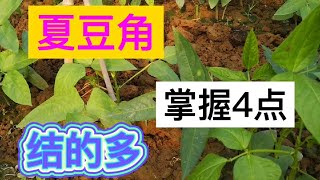 夏季的豆角很难管理？掌握这几个要点，豆角多得吃不完！