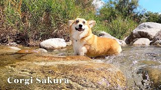 秋の川で遊ぶコーギー / Corgi playing in the autumn river