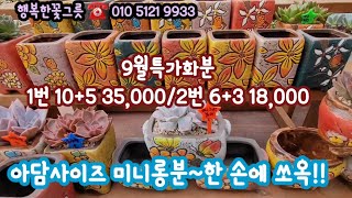 9월특가화분 1번10+1,2번6+3😊가성비좋은 소형 미니사이즈 개당2천원*유료광고포함*