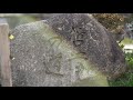 京都さくら　哲学の道　桜満開　kyoto cherry blossoms