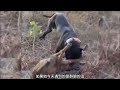 比特犬单挑野狼，无论野狼如何反攻比特犬都是无济于事 神奇动物在抖音 比特犬 野生动物零距离 狼 狗狗