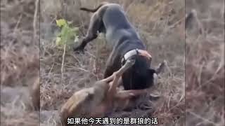 比特犬单挑野狼，无论野狼如何反攻比特犬都是无济于事#神奇动物在抖音 #比特犬 #野生动物零距离 #狼 #狗狗