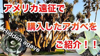 【アメリカ遠征】で購入したアガベをご紹介！みんな大好きなあの株多めです笑