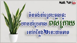 មិនចង់នាំគ្រោះចូលផ្ទះហាមដាំប្រទាលពស់ក្រាយនៅកន្លែងទាំង២នេះដាច់ខាត