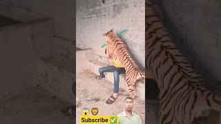 Aggrasive Tiger Attack😱 #animals #tiger #viral #shortvideo #reels #reelsvideo #short #shorts