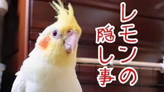 オカメインコ、ルチノーさんに有りがちなコト・・・