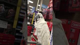 Cockatoo Shopatoo - Benji finds Farm and Fleet fascinating!