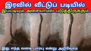 இந்த வகை பாம்பு இரவில் சுறுசுறுப்பாக வெளியே நடமாடும் | படியில் படுத்திருந்த பாம்பு || Snake_Saga