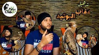 تدهيل العقاب البوتد وتغذيتة وبعض النصائح فى تربية الطيور الجارحة #عقاب #booted #eagles