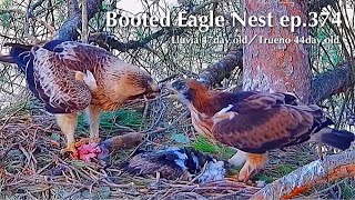 ep.374🦤Booted Eagle Nest／TODOS los Secretos Pollos Águila calzada @DIRECTO NATURA