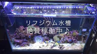 リフジウム水槽　絶賛稼働中♪