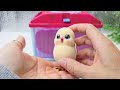 opening little live pets cute surprise chick asmr adorable unboxing experience