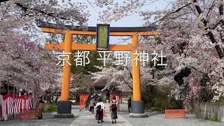 京都 桜満開の平野神社🌸 2020年4月3日（金）Cherry blossoms