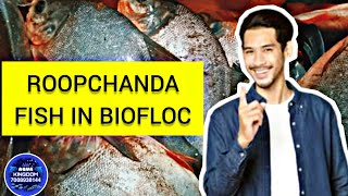 Roopchand Fish In Biofloc