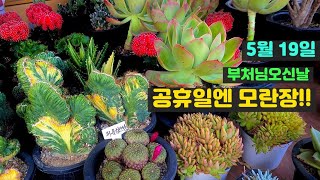 5/19 부처님오신날! 꽃안에 천원의 행복❤️ 모란장 특보입니다^^