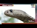 காயத்தால் துடிதுடித்த நல்ல பாம்பு 2 மணி நேர அறுவை சிகிச்சை snake