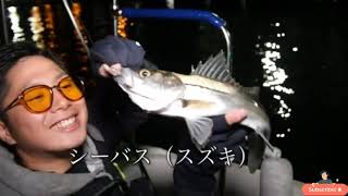 Fishing Gang ep55沖縄製「AZUSA70」で東京湾を制することができるのか!