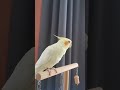 Charlie the Cute Cockatiel Sings the Cookie Song | Cockatiels Craze