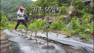 시골일상🥬모종 80개 심고, 쪽파 뽑아 파김치 만들고, 돼지막창구이 해먹는 귀촌 일상 브이로그