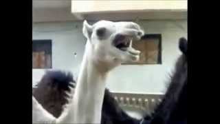 Camel laughs like Peter Griffin / Family guy