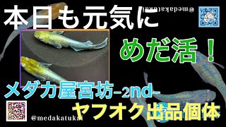 本日も元気にめだ活！【メダカ屋宮坊-2nd-ヤフオク出品個体】ゴジラ、ネプチューン黄金type、エメキン、楊貴妃ダルマ、高級ミックスめだか