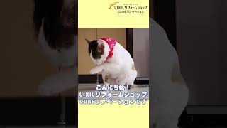 猫ちゃん大満足！LIXIL猫壁（にゃんぺき） #lixil #リフォーム #cube #cubeリノベーション #リクシル #リノベーション #猫 #猫のいる暮らし #ねこ