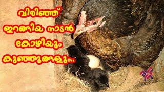 അടവെച്ച നാടൻ കോഴി വിരിഞ്ഞിറങ്ങി | nadan chicken was hatched | Poultry Tips | Aviyal Media By Das