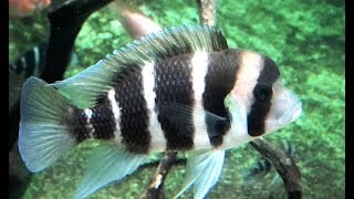 キフォティラピア　フロントーサ　Cyphotilapia frontosa