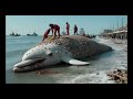 beach resident rescues dolphin covered in barnacles animalrescue wildliferescue barnacles