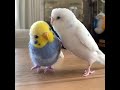 smart and funny parrots parrot talking videos compilation 2022 cute birds 1