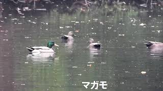 【利根運河の野鳥】オカヨシガモ、マガモ、ハシビロガモ、カルガモ（2024.11.6）