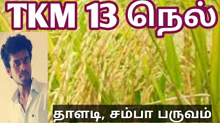 TKM13 நெல் ரகம் விளக்கம்|Tamil|Life is line|