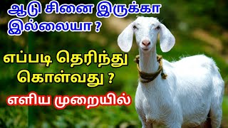 ஆடு சினயை உறுதி செய்யும் முறைகள்| எளிய முறை| எளிய முறையில் கண்டுபிடிக்கலாம்| how to find pragnancy