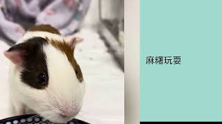 天竺鼠～麻糬之日常～20250206#天竺鼠 #動物 #guineapig #可愛い #animals @Hannah-Mochi-family