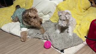 エアデールテリアとワイヤーフォックステリアのまったり夜 Airedaleterrier and Wirefoxterrier