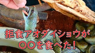 拒食アオダイショウがやっと食べてくれた餌とは！？