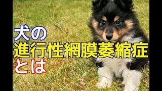 【愛犬のための知識】犬の進行性網膜萎縮症（PRA）とは【犬を知る】