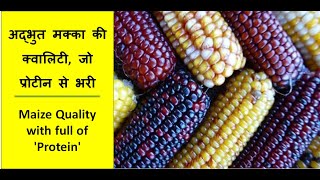 अद्भुत मक्का की क्वालिटी जो प्रोटीन से भरी- Maize variety with full of 'Protein'