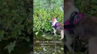 【シェルティ】川でいいもの見つけた🌱Sheltie finds something good in the river#shorts