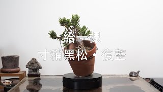 藏生園 - 寸稍黑松·復整