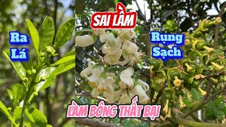 Sai Lầm Khi Làm Bông Bưởi - Tại Sao Làm Bông Thất Bại?