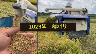 2023年稲刈り