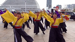 同志社大学 よさこいサークル よさ朗 神戸アライブ シーサイドステージ ２０１９ 演舞 日本の祭り紹介TV　Japan festival TV