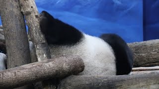 20230104 圓仔點心都吃完 翹腳是否夢團團(早餐) Giant Panda Yuan Zai