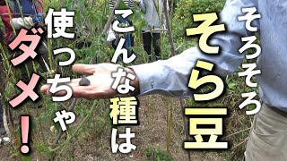 【自然農】そろそろ「ソラマメ」種おろし・良い種の選び方　2023年10月8日【natural farming】