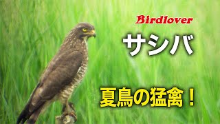 夏の猛禽類・サシバと遭遇 / Grey-faced buzzard